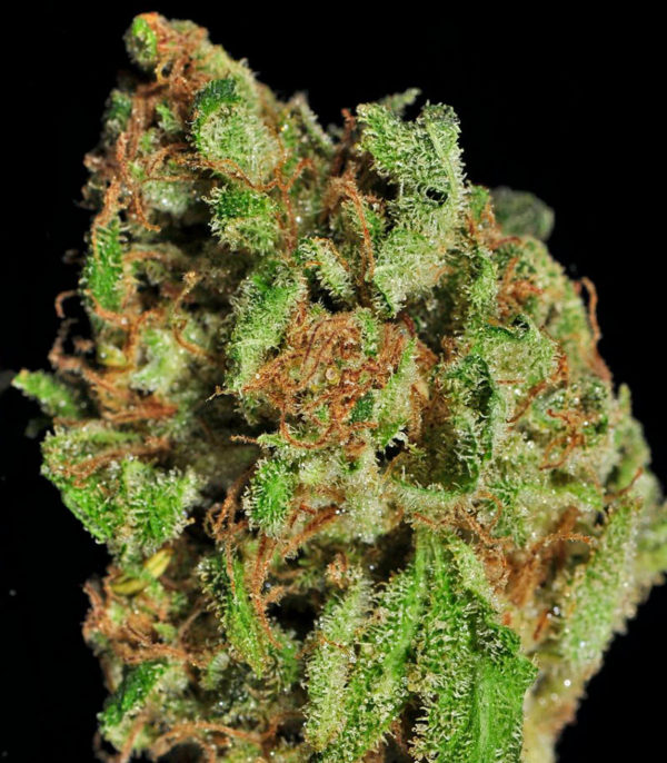 Семена сорта Afgooey fem (Strain Hunters) — изображение 9