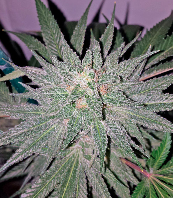 Семена сорта Afgooey fem (Strain Hunters) — изображение 5