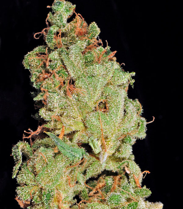 Семена сорта Afgooey fem (Strain Hunters) — изображение 4