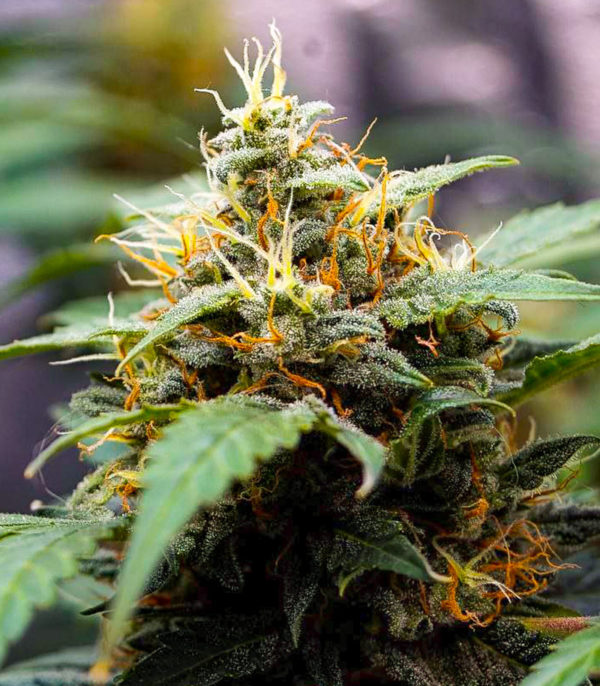 Семена сорта Alpha 21 fem (AlphaFem Seeds) — изображение 6