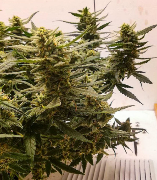 Семена сорта Alpha 21 fem (AlphaFem Seeds) — изображение 4