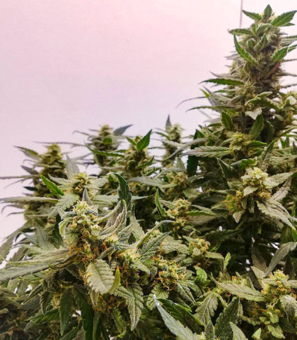 Семена сорта Alpha 21 fem (AlphaFem Seeds) — изображение 5