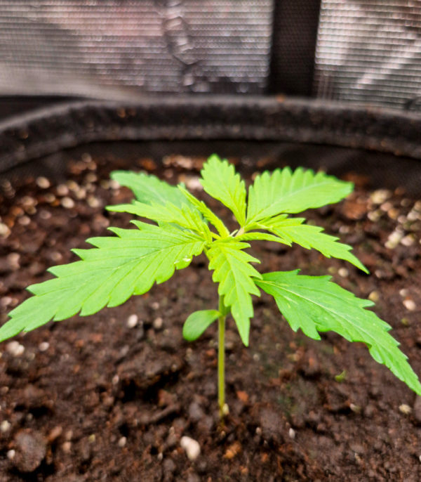 Семена сорта Amnesia Haze fem (Amsterdam Seeds) — изображение 4