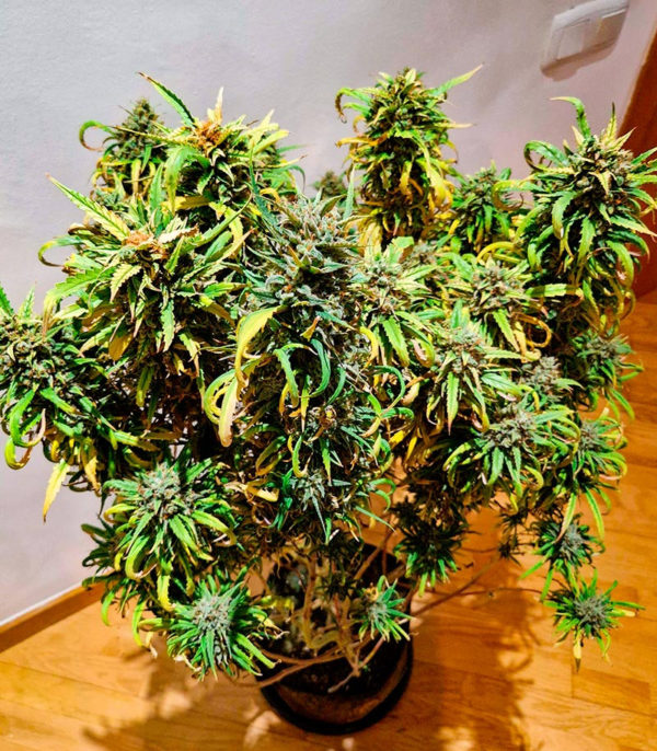 Семена сорта Amnesia Haze fem (Amsterdam Seeds) — изображение 8