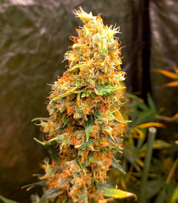 Семена сорта Amnesia Haze fem (Amsterdam Seeds) — изображение 7