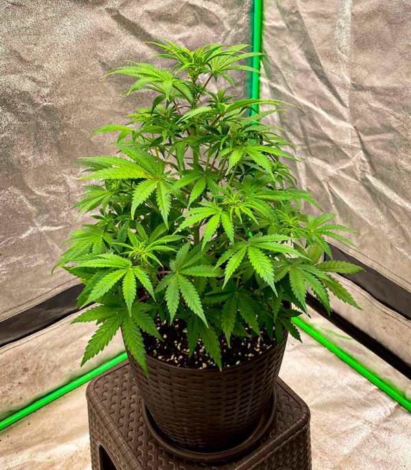 Семена сорта Amnesia Haze fem (Amsterdam Seeds) — изображение 6