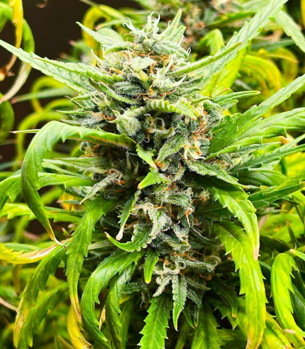 Семена сорта Amnesia Haze fem (Amsterdam Seeds) — изображение 5