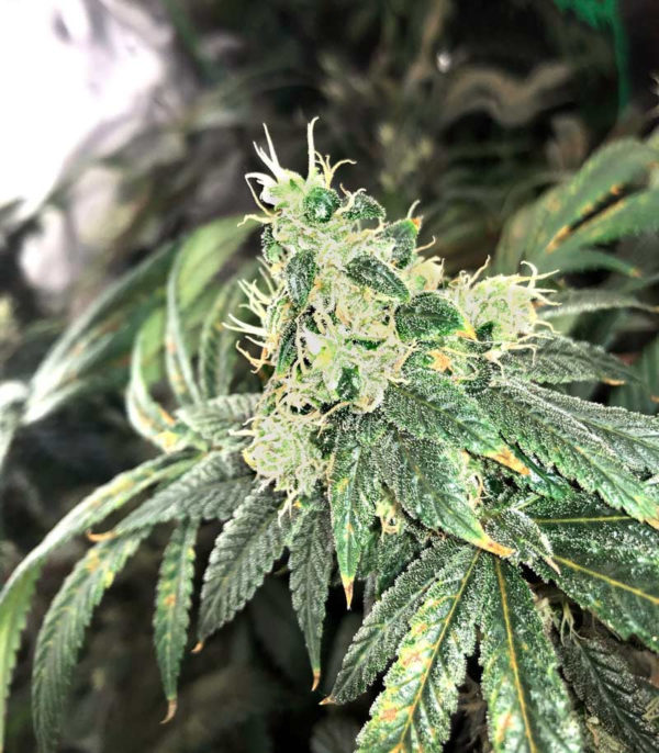 Семена сорта Big Tooth fem (Strain Hunters) — изображение 4