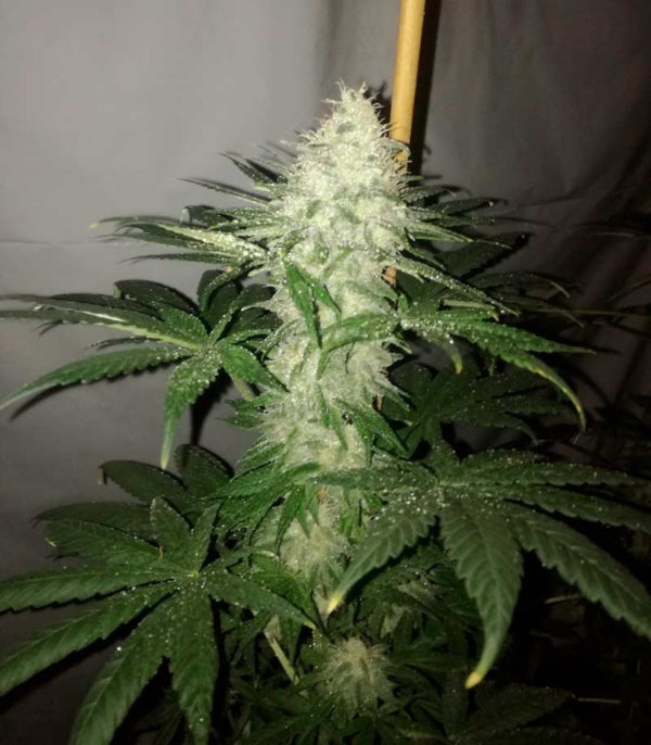 Семена сорта Big Tooth fem (Strain Hunters) — изображение 6