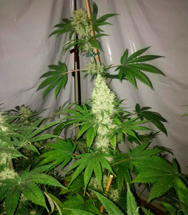 Семена сорта Big Tooth fem (Strain Hunters) — изображение 5