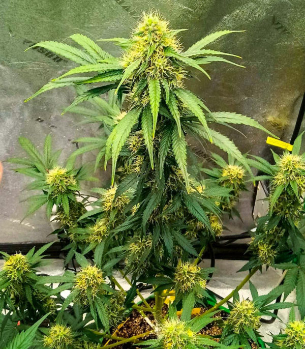 Семена сорта Black Widow fem (Amsterdam Seeds) — изображение 5