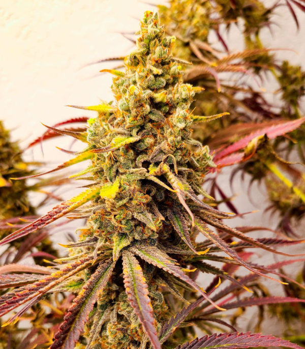 Семена сорта Black Widow fem (Amsterdam Seeds) — изображение 6