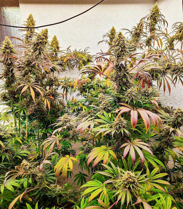 Семена сорта Black Widow fem (Amsterdam Seeds) — изображение 8