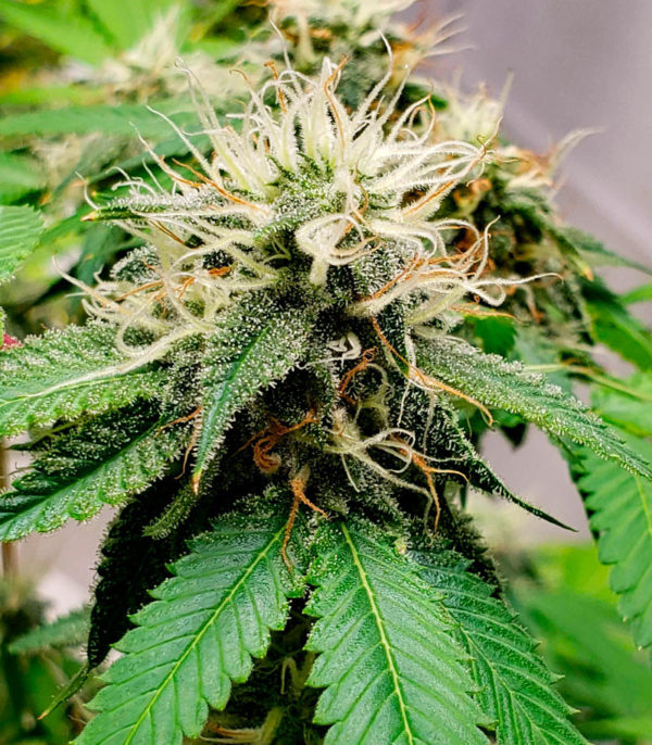Семена сорта Black Widow fem (Amsterdam Seeds) — изображение 4