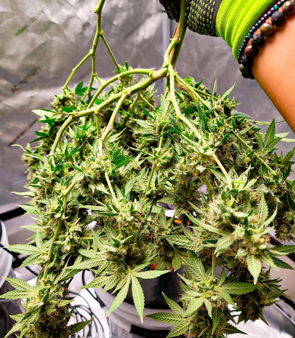 Семена сорта Black Widow fem (Amsterdam Seeds) — изображение 9
