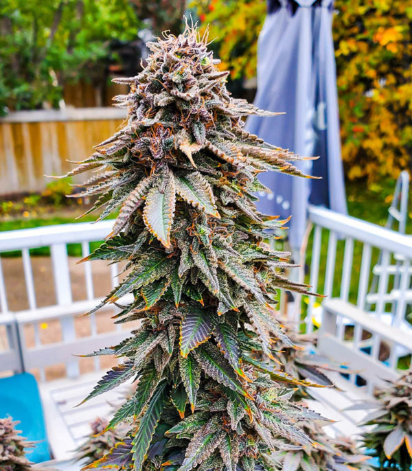 Семена сорта Blackberry Moonrocks fem (AlphaFem Seeds) — изображение 3