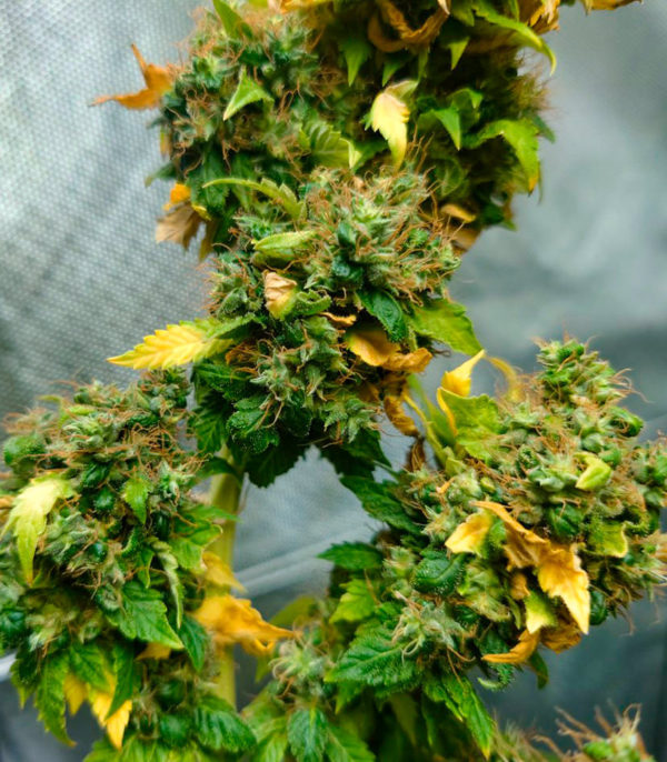 Семена сорта Blueberry OG fem (AlphaFem Seeds) — изображение 6