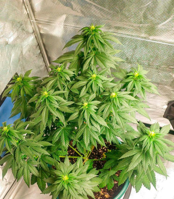 Семена сорта Blueberry OG fem (AlphaFem Seeds) — изображение 5