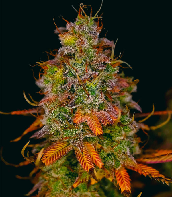 Семена сорта Blueberry OG fem (AlphaFem Seeds) — изображение 4