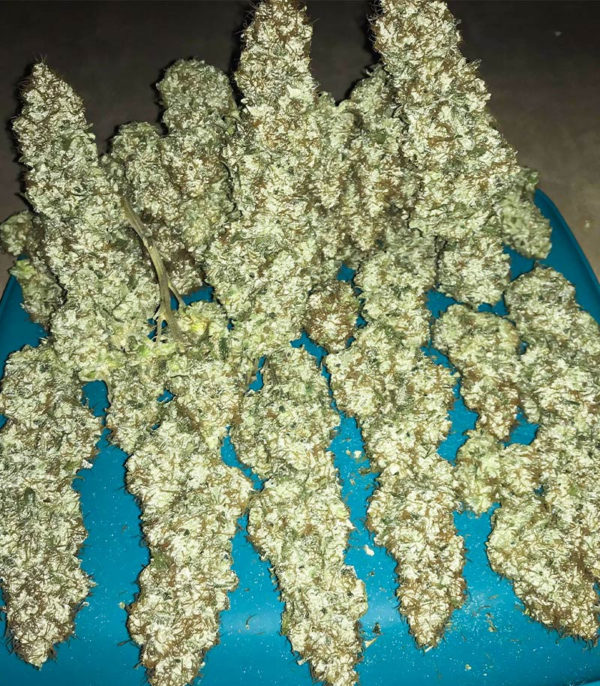 Семена сорта Blueberry OG fem (AlphaFem Seeds) — изображение 3