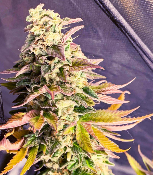 Семена сорта Chem Cookies fem (AlphaFem Seeds) — изображение 5