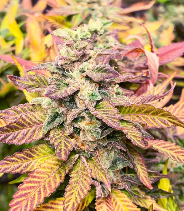 Семена сорта Chem Cookies fem (AlphaFem Seeds) — изображение 3