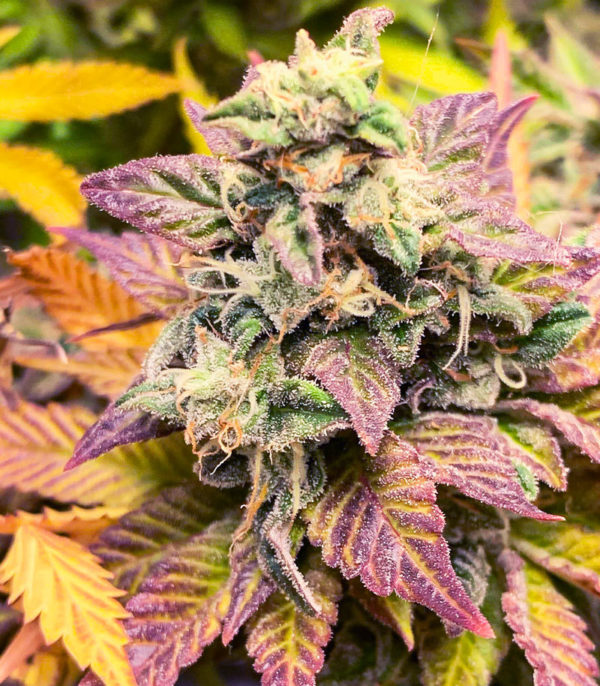 Семена сорта Chem Cookies fem (AlphaFem Seeds) — изображение 6