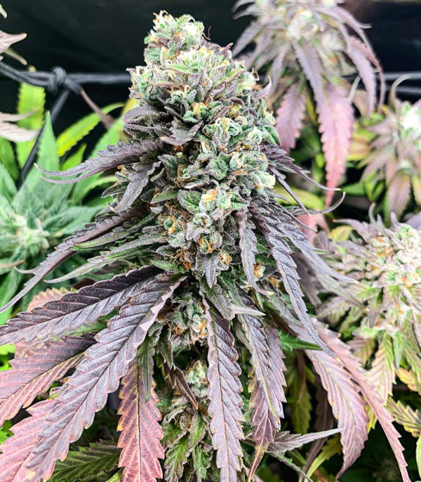 Семена сорта Chem Cookies fem (AlphaFem Seeds) — изображение 4