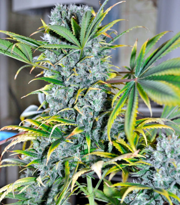 Семена сорта Damnesia fem (Strain Hunters) — изображение 8