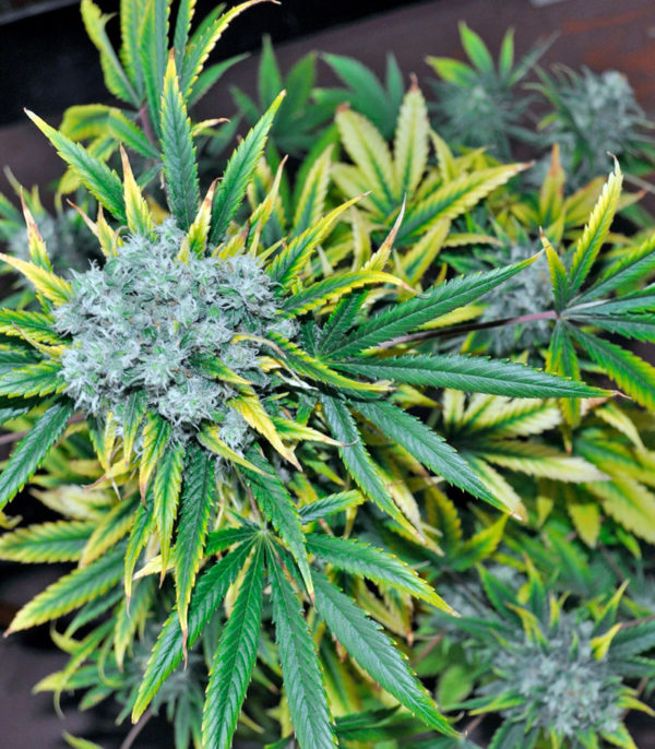 Семена сорта Damnesia fem (Strain Hunters) — изображение 5