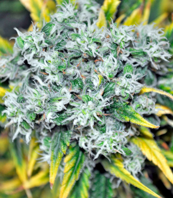 Семена сорта Damnesia fem (Strain Hunters) — изображение 6