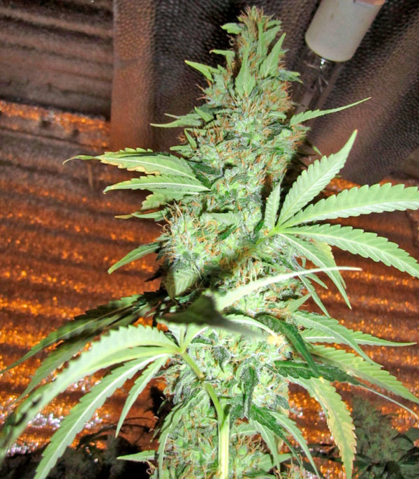 Семена сорта Damnesia fem (Strain Hunters) — изображение 4