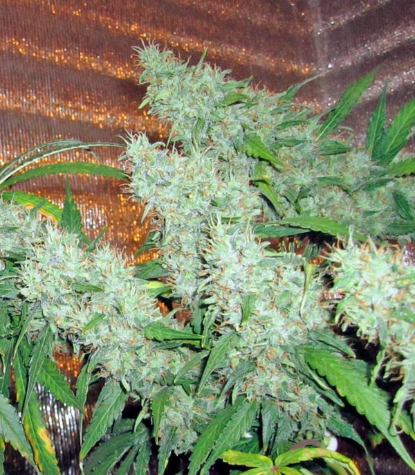 Семена сорта Damnesia fem (Strain Hunters) — изображение 7
