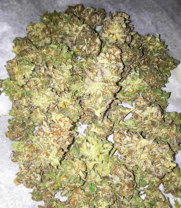 Семена сорта Dozy Breath fem (AlphaFem Seeds) — изображение 6