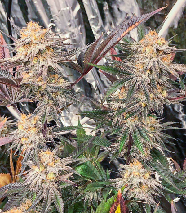 Семена сорта Dozy Breath fem (AlphaFem Seeds) — изображение 5