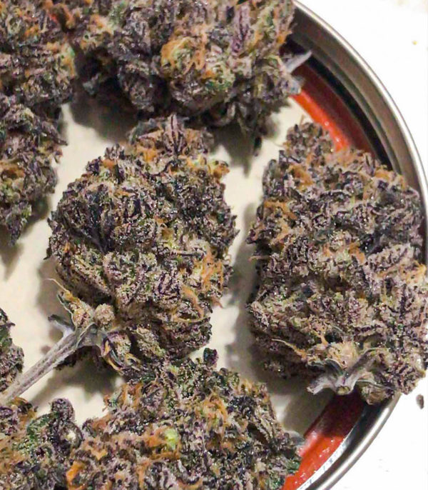 Семена сорта Dozy Breath fem (AlphaFem Seeds) — изображение 4