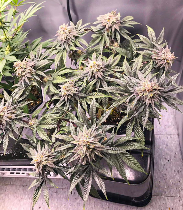 Семена сорта Dozy Breath fem (AlphaFem Seeds) — изображение 3