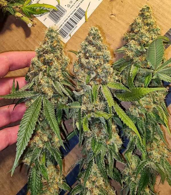 Dozy Sith fem (AlphaFem Seeds) — изображение 4