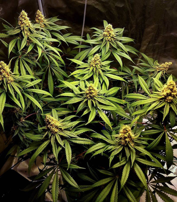 Dozy Sith fem (AlphaFem Seeds) — изображение 5