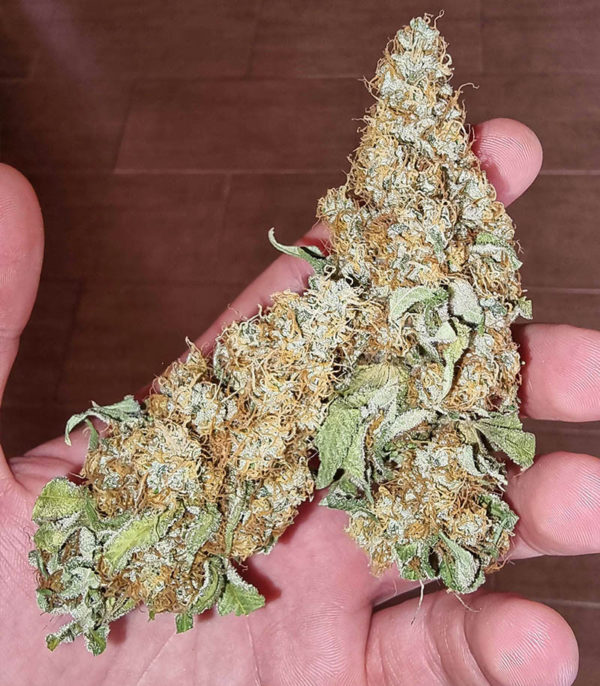 Dozy Sith fem (AlphaFem Seeds) — изображение 3