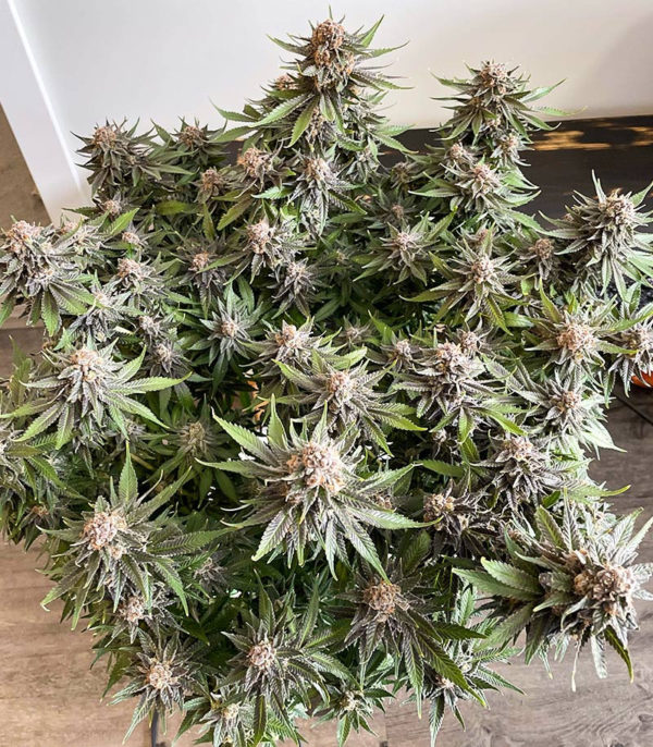 Grandaddy Banner fem (AlphaFem Seeds) — изображение 5
