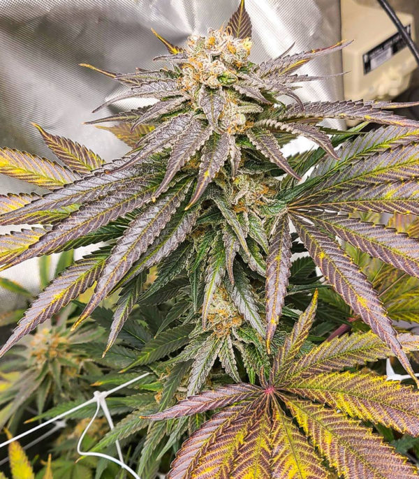 Grandaddy Banner fem (AlphaFem Seeds) — изображение 4