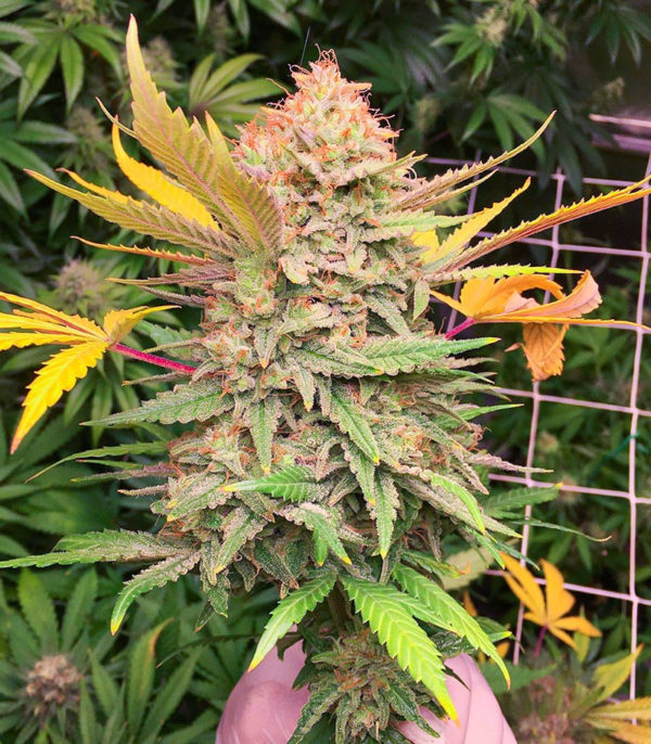 Grandaddy Banner fem (AlphaFem Seeds) — изображение 3