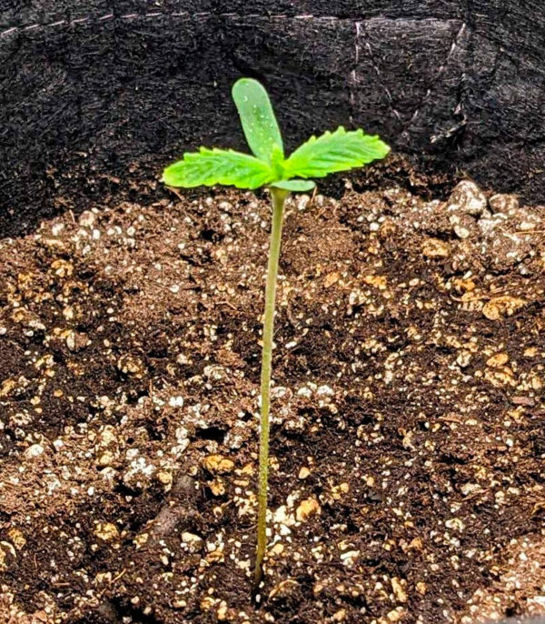 Семена сорта Haze Auto fem (Amsterdam Seeds) — изображение 4