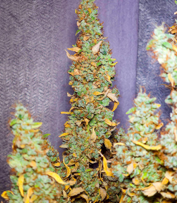 Семена сорта Haze Auto fem (Amsterdam Seeds) — изображение 6