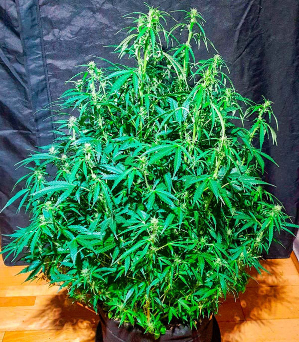 Семена сорта Haze Auto fem (Amsterdam Seeds) — изображение 5