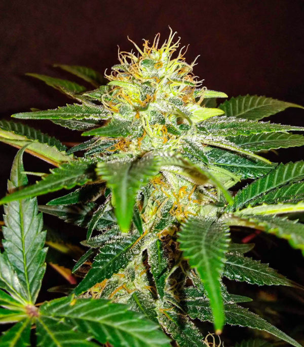 Семена сорта I'm Alive fem (AlphaFem Seeds) — изображение 4