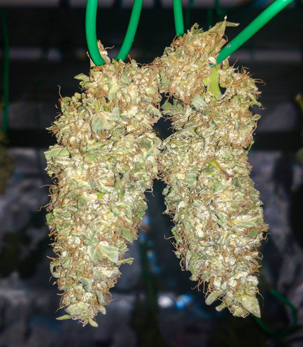 Семена сорта I'm Alive fem (AlphaFem Seeds) — изображение 3