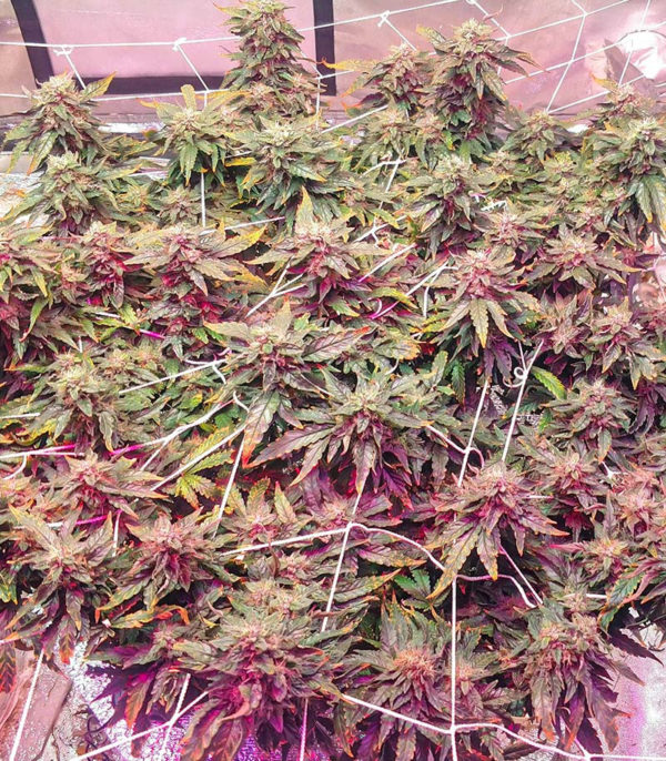 Семена сорта I'm Alive fem (AlphaFem Seeds) — изображение 5