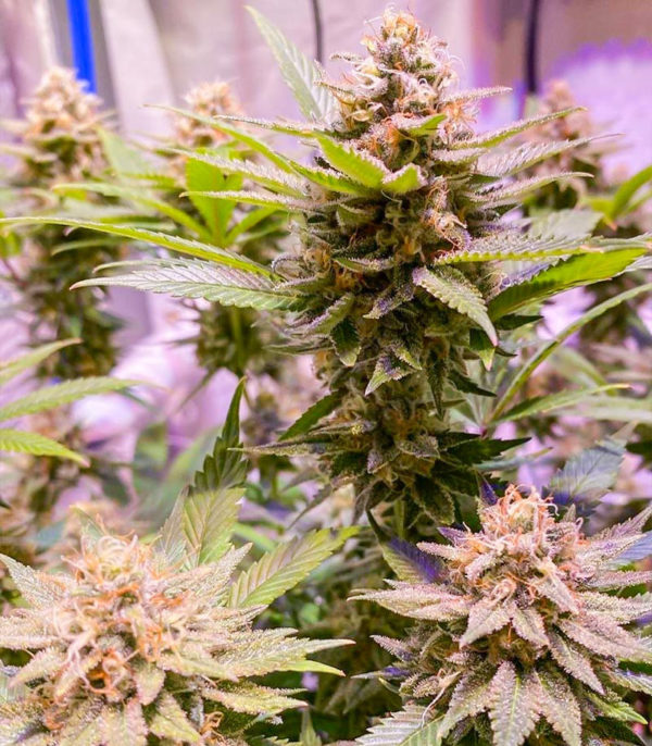 Семена сорта Mandarin Thuggee fem (AlphaFem Seeds) — изображение 4